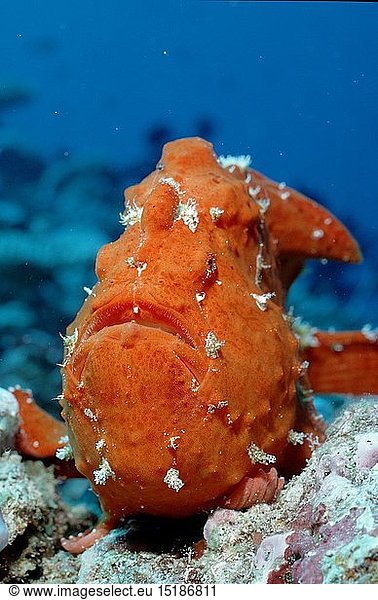 Zoologie  Fische  Fisch  Riesen - Anglerfisch  KrÃ¶tenfisch  (Antennarius commersonii)  Malediven