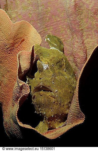 Zoologie  Fische  Fisch  Riesen - Anglerfisch  KrÃ¶tenfisch  (Antennarius commersonii)  Philippinen