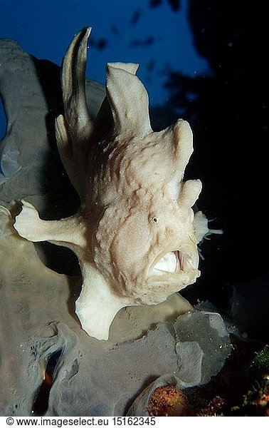 Zoologie  Fische  Fisch  Riesen - Anglerfisch  KrÃ¶tenfisch  (Antennarius commersonii)  Philippinen