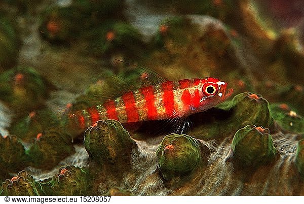Zoologie  Fische  Fisch  Rotstreifen - Zwerggrundel  Philippinen