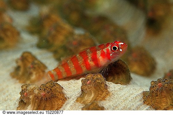 Zoologie  Fische  Fisch  Rotstreifen - Zwerggrundel  Philippinen