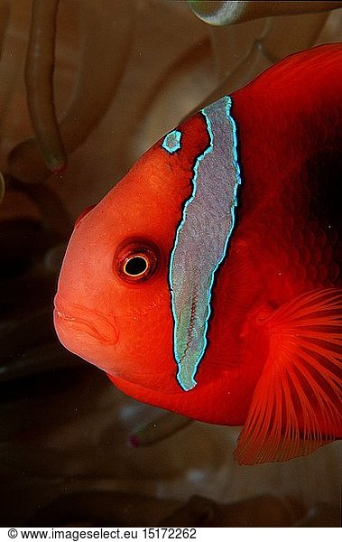 Zoologie  Fische  Fisch  WeiÃŸbinden - Anemonenfisch  (Amphiprion frenatus)  Thailand