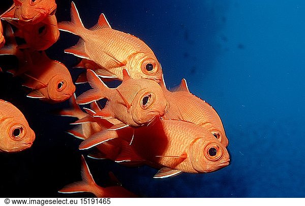 Zoologie  Fische  Fisch  WeiÃŸsaum - Soldatenfisch  (Myripristis murdjan)  Malediven
