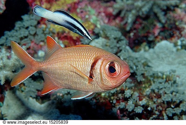 Zoologie  Fische  Fisch  WeiÃŸsaum - Soldatenfisch und Putzerlippfisch  (Myripristis murdjan)  Indonesien