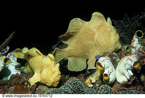 Zoologie  Fische  Fisch  Zwei Riesen - Anglerfische  KrÃ¶tenfisch  (Antennarius commersonii)  Indonesien