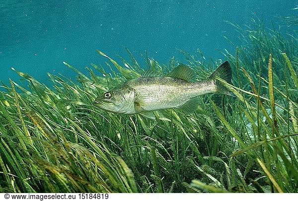 Zoologie  Fische  Forellenbarsch  Micropterus salmoides  USA
