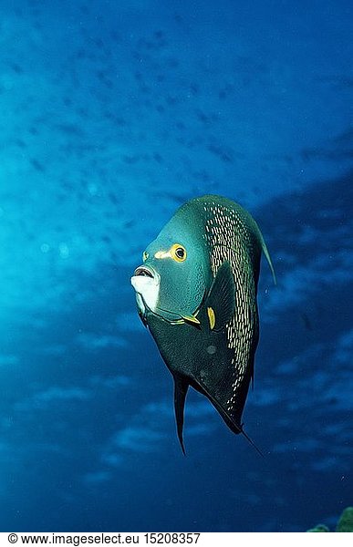 Zoologie  Fische  Franzosen-Kaiserfisch  Pomacanthus paru  Britische Jungferninseln