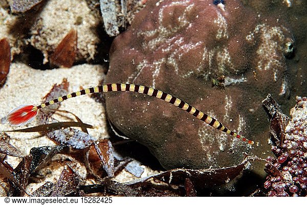 Zoologie  Fische  GebÃ¤nderte Seenadel  Doryrhamphus dactyliophorus  Indonesien