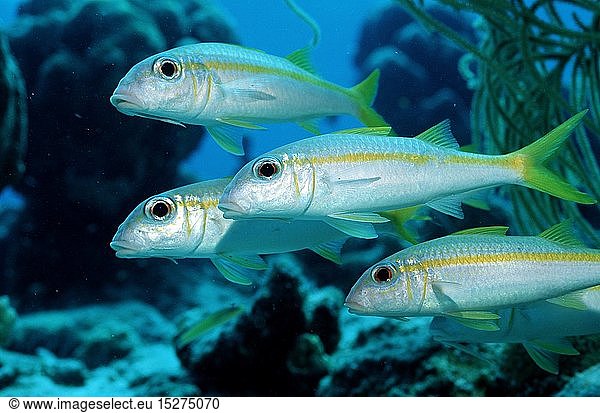 Zoologie  Fische  Gelbe Meerbarben  Mulliodichthys martinicus  Britische Jungferninseln