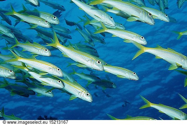 Zoologie  Fische  Gelbflossen-Meerbarbe  Mulloides vanicolensis  Ã„gypten  Aegypten