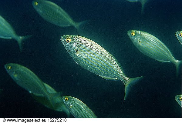 Zoologie  Fische  Goldstrieme  Sarpa salpa  Kroatien