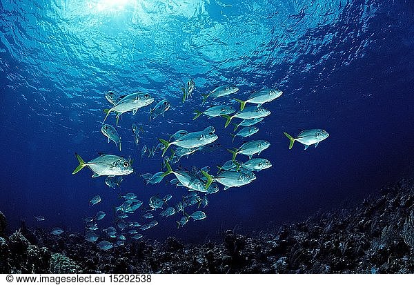 Zoologie  Fische  GroÃŸaugen-Stachelmakrele  Grossaugen-Stachelmakrele  Caranx latus  Britische Jungferninseln