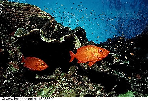 Zoologie  Fische  GroÃŸaugenbarsch  Grossaugenbarsch  Priacanthus hamrur  Ã„gypten  Aegypten