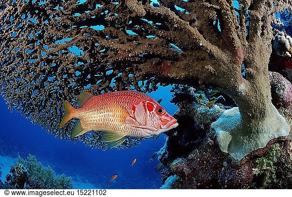 Zoologie  Fische  GroÃŸdorn-Husarenfisch unter Tischkoralle  Sargocentron spiniferum  Ã„gypten  Aegypten