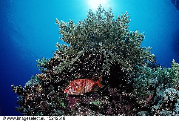 Zoologie  Fische  GroÃŸdorn-Husarenfisch unter Weichkorallen  Sargocentron spiniferum  Ã„gypten  Aegypten