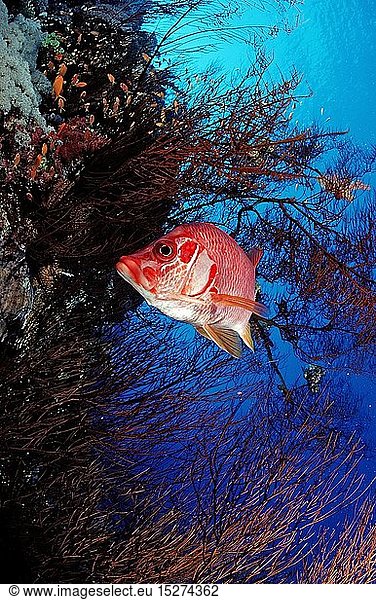 Zoologie  Fische  Grossdorn-Husarenfisch  Sargocentron spiniferum  Ã„gypten  Aegypten