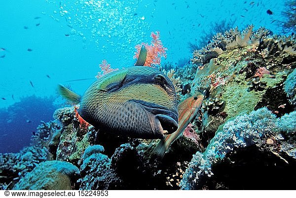 Zoologie  Fische  Gruener Riesendrueckerfisch  Balistoides viridescens  Ã„gypten  Aegypten