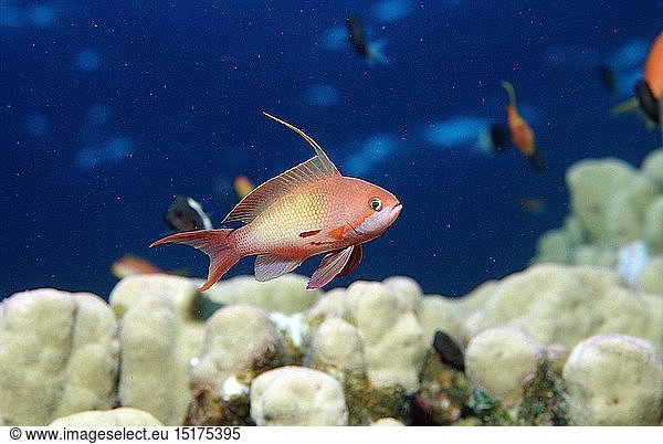 Zoologie  Fische  Haremsfahnenbarsch  Pseudanthias squamipinnis  Ã„gypten  Aegypten