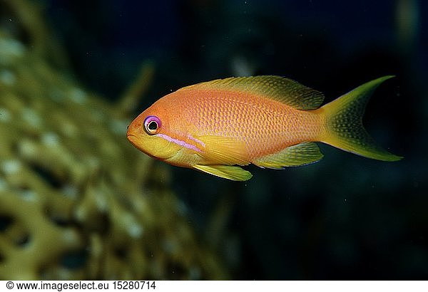 Zoologie  Fische  Haremsfahnenbarsch  Pseudanthias squamipinnis  Ã„gypten  Aegypten