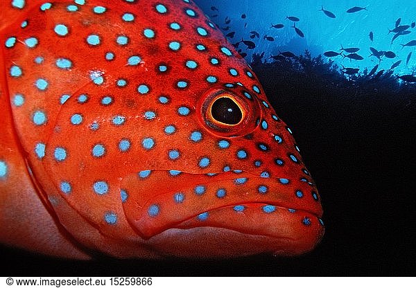 Zoologie  Fische  Juwelenbarsch  Cephalopholis miniata  Ã„gypten  Aegypten