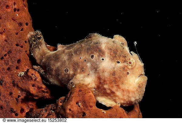 Zoologie  Fische  KrÃ¶tenfisch  Antennarius multiocellatus  Britische Jungferninseln