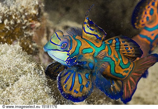 Zoologie  Fische  Mandarinfisch  Syhchiropus splendidus  Mikronesien