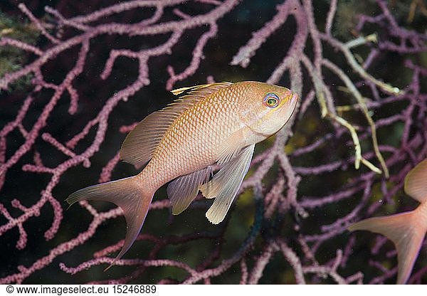 Zoologie  Fische  Mittelmeer-Fahnenbarsch  (Anthias anthias)  El Medallot  Medes Inseln  Costa Brava  Mittelmeer  Spanien