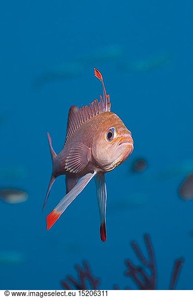 Zoologie  Fische  Mittelmeer-Fahnenbarsch  (Anthias anthias)  Pedra de Deu  Medes Inseln  Costa Brava  Mittelmeer  Spanien
