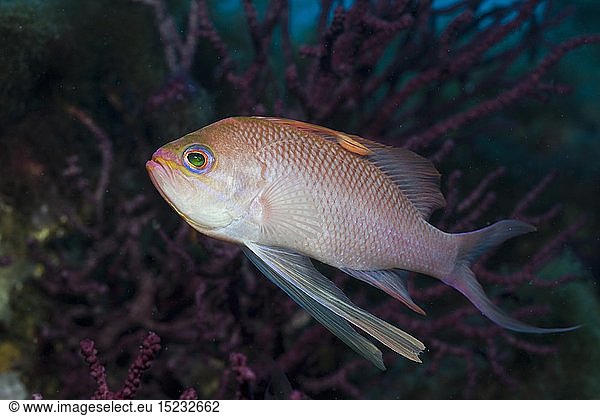 Zoologie  Fische  Mittelmeer-Fahnenbarsch  (Anthias anthias)  Pedra de Deu  Medes Inseln  Costa Brava  Mittelmeer  Spanien