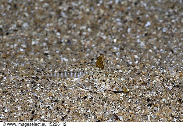 Zoologie  Fische  Mittelmeer-Leierfisch tarnt sich im Sand  (Callionymus lyra)  Tamariu  Costa Brava  Mittelmeer  Spanien