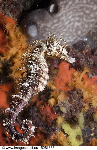 Zoologie  Fische  Mittelmeer-Seepferdchen  (Hippocampus ramulosus)  Tamariu  Costa Brava  Mittelmeer  Spanien