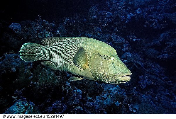 Zoologie  Fische  Napoleonfisch  Napoleon  Cheilinus undulatus  Ã„gypten  Aegypten