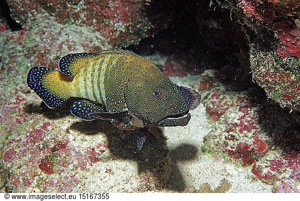 Zoologie  Fische  Pfauen-Zackenbarsch  Cephalopholis argus  Ã„gypten  Aegypten