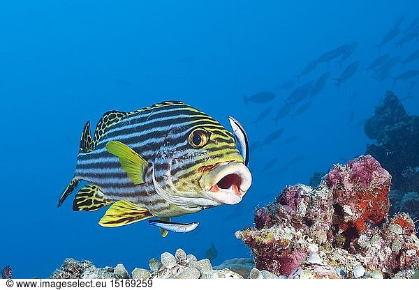 Zoologie  Fische (Pisces)  Orient-Suesslippe wird von Putzerfischen gereinigt  Plectorhinchus vittatus  Labroides dimidiatus  Sued Male Atoll  Malediven