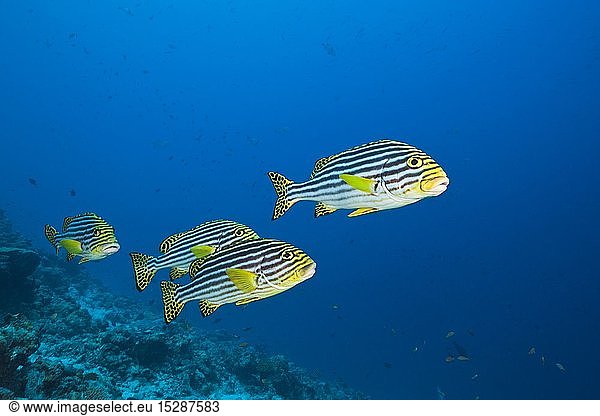 Zoologie  Fische (Pisces)  Orient-Suesslippen  Plectorhinchus vittatus  Felidhu Atoll  Malediven