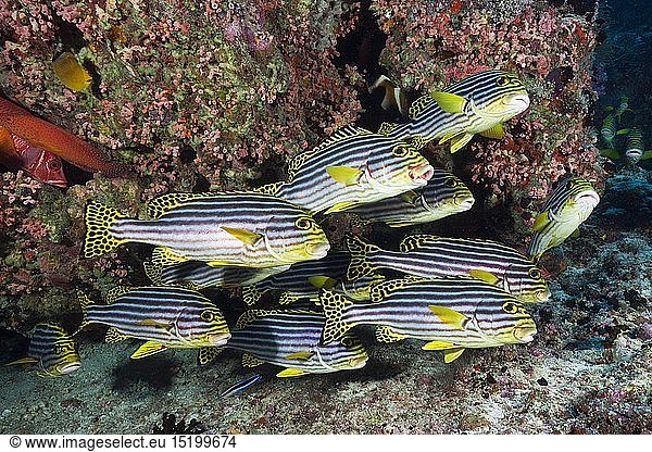 Zoologie  Fische (Pisces)  Orient-Suesslippen  Plectorhinchus vittatus  Nord Male Atoll  Malediven
