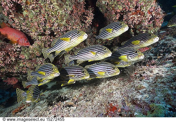 Zoologie  Fische (Pisces)  Orient-Suesslippen  Plectorhinchus vittatus  Nord Male Atoll  Malediven