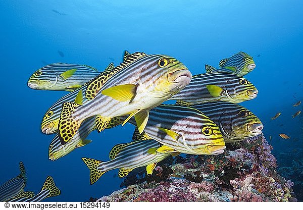 Zoologie  Fische (Pisces)  Orient-Suesslippen  Plectorhinchus vittatus  Sued Male Atoll  Malediven