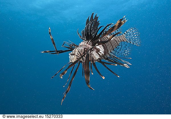 Zoologie  Fische (Pisces)  Taucher vernichten invasive Rotfeuerfische  Pterois volitans  Karibik  Dominica