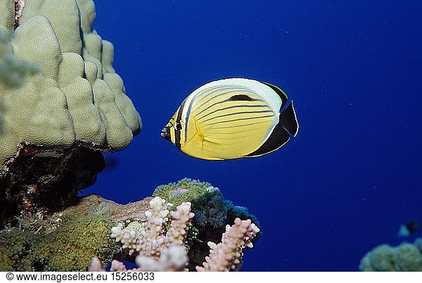 Zoologie  Fische  Polypenfalterfisch  Chaetodon austriacus  Ã„gypten  Aegypten