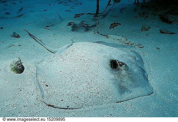 Zoologie  Fische  Rauhschwanz-Stechrochen  Dasyatis centroura  Britische Jungferninseln