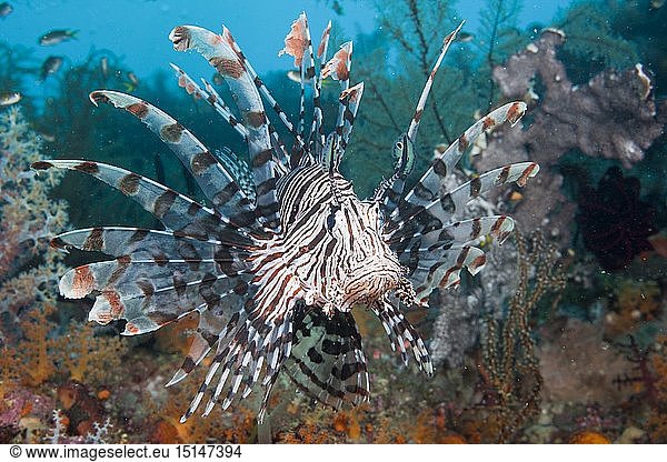 Zoologie  Fische  Rotfeuerfisch  (Pterois volitans)  Raja Ampat  West Papua  Indonesien