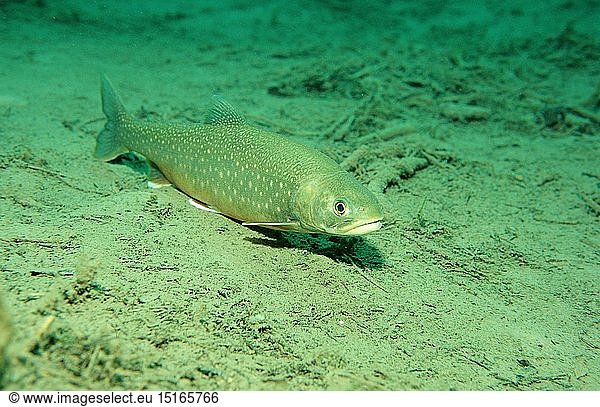 Zoologie  Fische  Seesaibling  Salvelinus alpinus  Deutschland