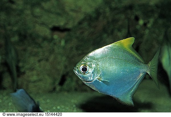 Zoologie  Fische  Silberflossenblatt  Monodactylus argenteus  Malaysia