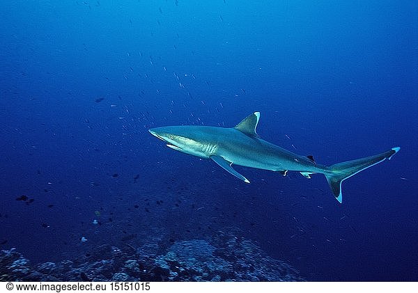 Zoologie  Fische  Silberspitzenhai  Carcharhinus albimarginatus  Australien
