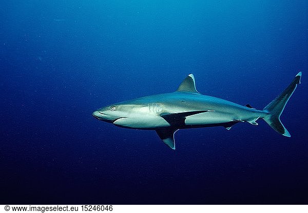 Zoologie  Fische  Silberspitzenhai  Carcharhinus albimarginatus  Fiji