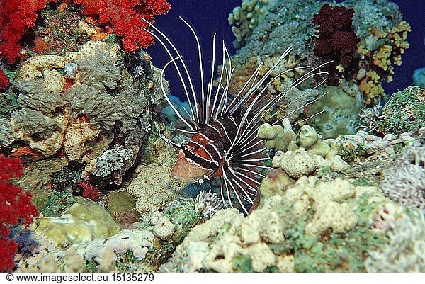 Zoologie  Fische  Strahlen-Feuerfisch  Rotfeuerfisch  Pterois radiata  Ã„gypten  Aegypten