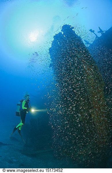 Zoologie  Fische  Taucher an den Torpedorohren der USS Anderson  Marschallinseln  Bikini Atoll  Mikronesien