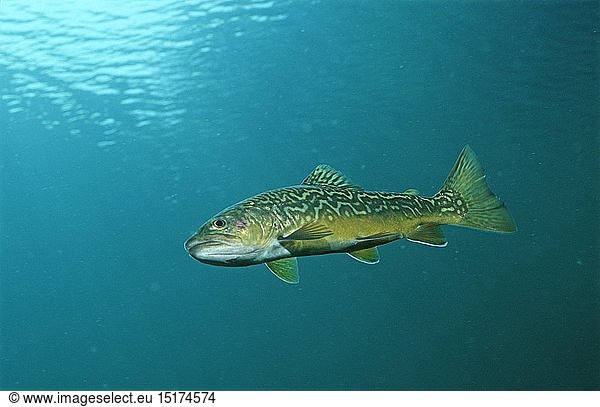Zoologie  Fische  Tigerfisch  Tigerfish  Deutschland  Bayern