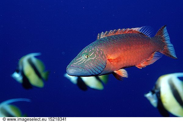 Zoologie  Fische  Wangenstreifen-Lippfisch  Oxycheilinus digrammus  Ã„gypten  Aegypten